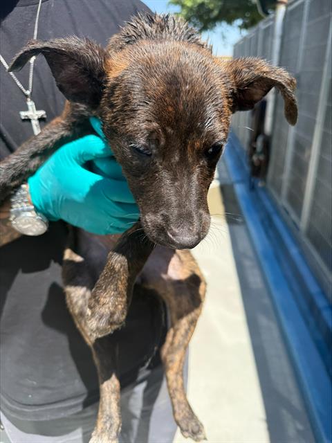 Shelter Stray Female Dog last seen Near BLK HACIENDA DR, BAKERSFIELD, CA, Bakersfield, CA 93307