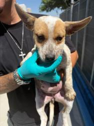 Shelter Stray Female Dog last seen Near BLK HACIENDA DR, BAKERSFIELD, CA, Bakersfield, CA 93307