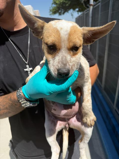 Shelter Stray Female Dog last seen Near BLK HACIENDA DR, BAKERSFIELD, CA, Bakersfield, CA 93307