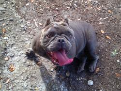 Shelter Stray Female Dog last seen Near BLOCK SW 45 AV, FORT LAUDERDALE FL 33317, Davie, FL 33312