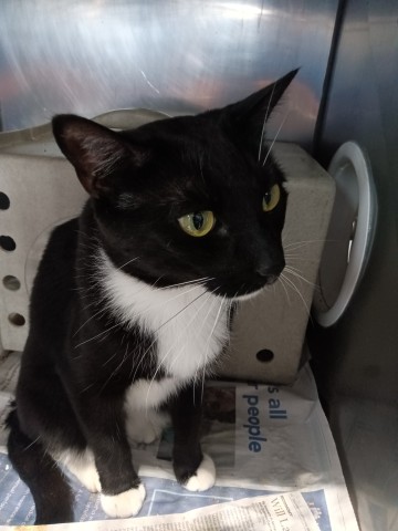 Shelter Stray Male Cat last seen ROXBURY X CEDAR, San Bernardino, CA 92401