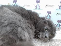 Shelter Stray Male Cat last seen , Orlando, FL 32839
