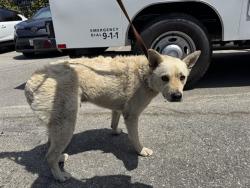 Shelter Stray Male Dog last seen Near BLOCK PIER / BUBBA GUMP, Santa Monica, CA 90404