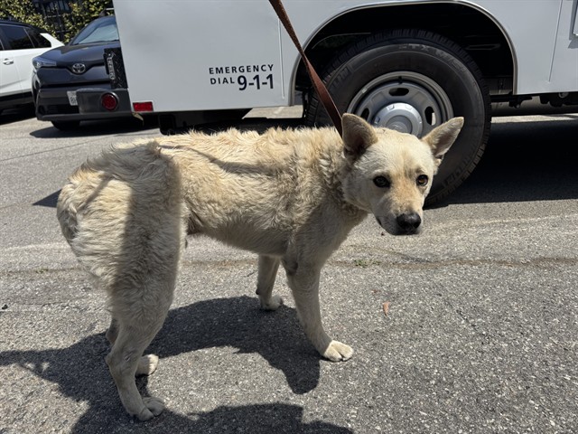Shelter Stray Male Dog last seen Near BLOCK PIER / BUBBA GUMP, Santa Monica, CA 90404