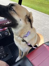 Found/Stray Female Dog last seen Near Lake forest dr, Hempstead, TX 77445