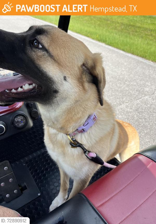 Found/Stray Female Dog last seen Near Lake forest dr, Hempstead, TX 77445