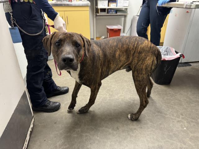 Shelter Stray Male Dog last seen , Los Angeles, CA 90047