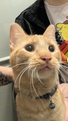 Lost Male Cat last seen Hollywood Hgts road, Caseyville, IL 62232