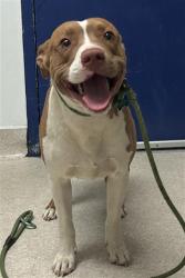 Shelter Stray Male Dog last seen Near BLOCK MARSHA ST, BAKERSFIELD CA 93309, Bakersfield, CA 93308