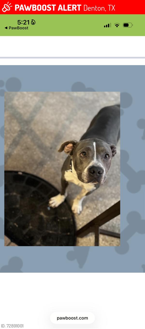 Lost Male Dog last seen Windsor, Denton, TX 76207
