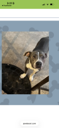 Lost Male Dog last seen Windsor, Denton, TX 76207