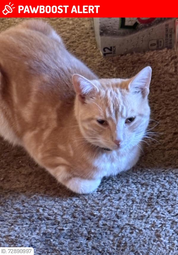 Lost Male Cat last seen New Brooklyn Erial Road, Gloucester Township, NJ 08081