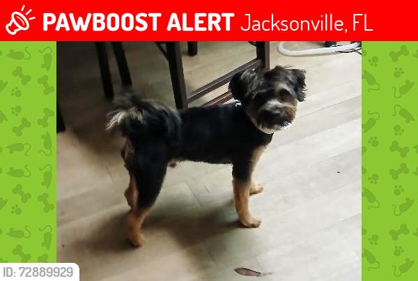 Lost Male Dog last seen Belfort rd and Bowden Cir West, Jacksonville, FL 32216