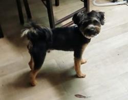 Lost Male Dog last seen Belfort rd and Bowden Cir West, Jacksonville, FL 32216