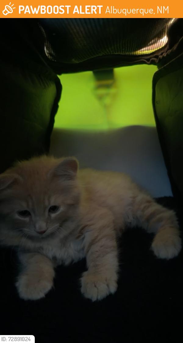 Found/Stray Unknown Cat last seen academy / eubank, Albuquerque, NM 87111