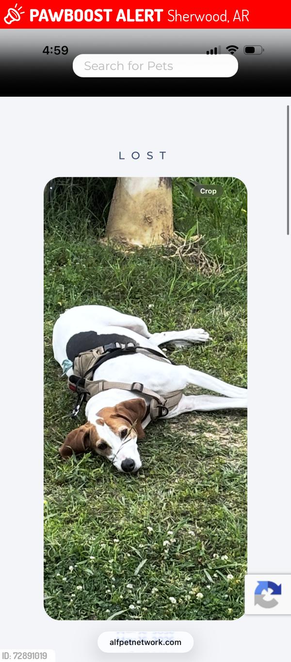 Lost Female Dog last seen Jacksonville Cato Road Sherwood Ar, Sherwood, AR 72120
