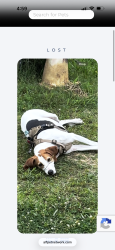 Lost Female Dog last seen Jacksonville Cato Road Sherwood Ar, Sherwood, AR 72120