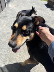 Found/Stray Male Dog last seen Near O street Arcata—, Arcata, CA 95521