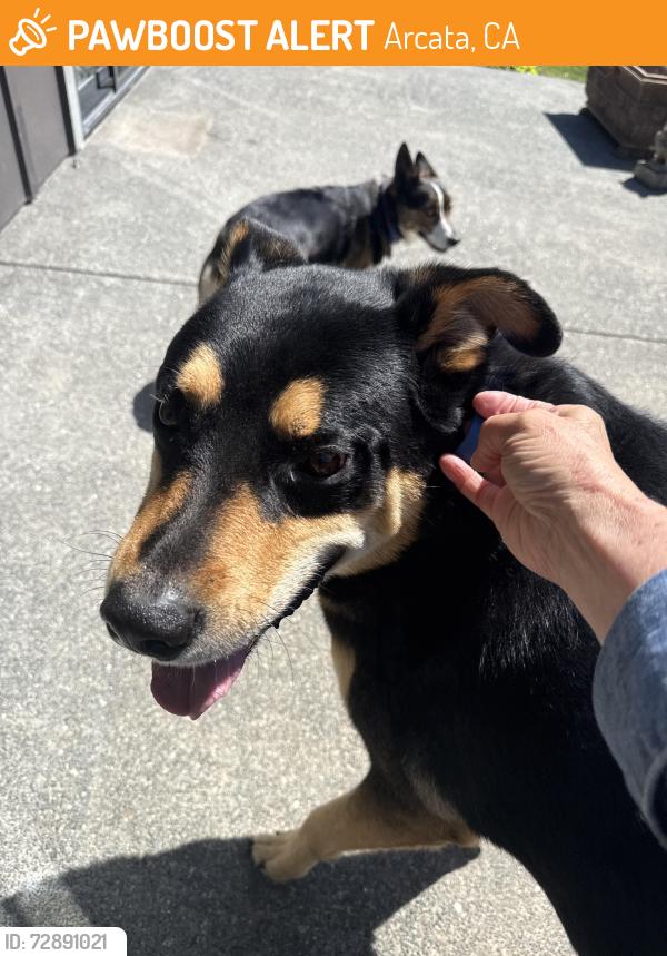 Found/Stray Male Dog last seen Near O street Arcata—, Arcata, CA 95521