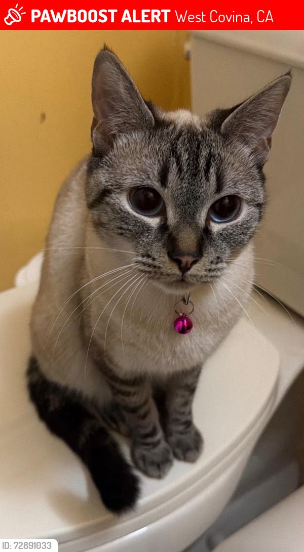 Lost Female Cat last seen Valley blvd, West Covina, CA 91792