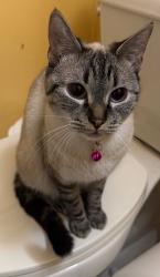 Lost Female Cat last seen Valley blvd, West Covina, CA 91792