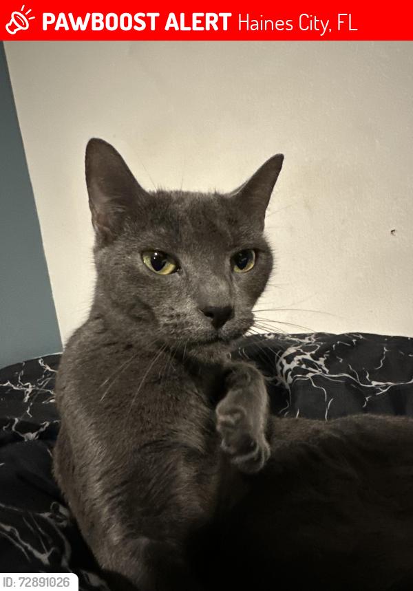 Lost Female Cat last seen Near tortugas st, Haines City, FL 33844