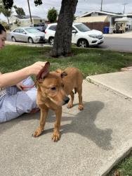 Found/Stray Male Dog last seen Zion and Eldridge, San Diego, CA 92120