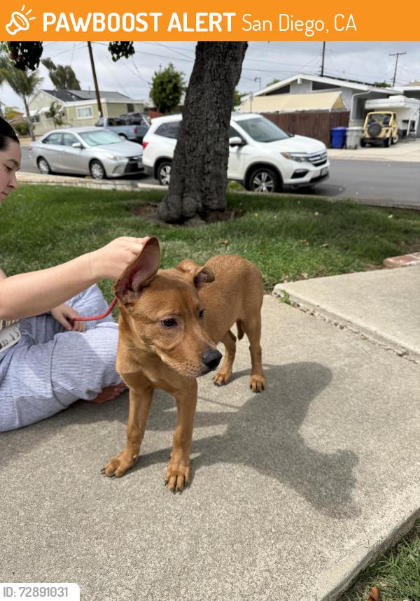 Found/Stray Male Dog last seen Zion and Eldridge, San Diego, CA 92120