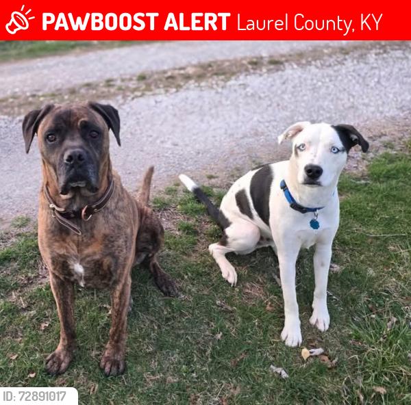 Lost Male Dog last seen Keavy elementary school, Laurel County, KY 40701