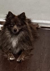 Reunited Female Dog last seen Butterfield Dr, Mesquite, TX 75150