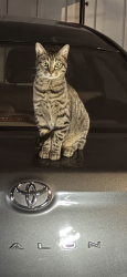Lost Male Cat last seen Upper room church , Fairfield, AL 35064