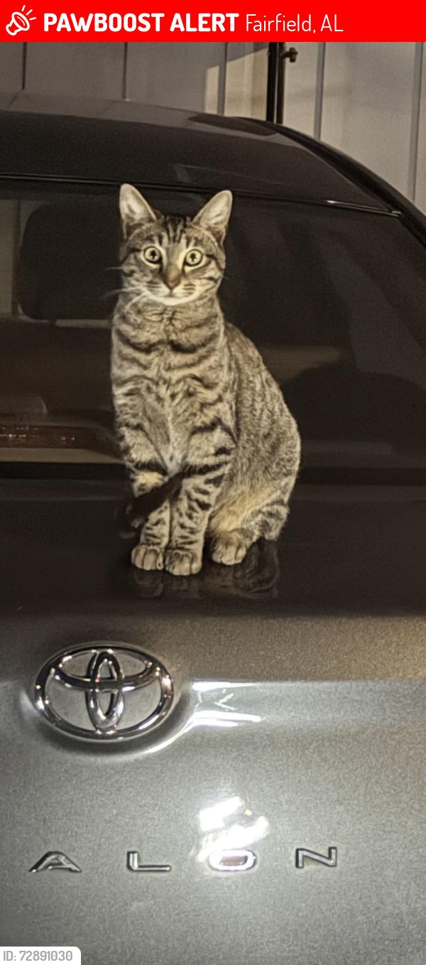 Lost Male Cat last seen Upper room church , Fairfield, AL 35064