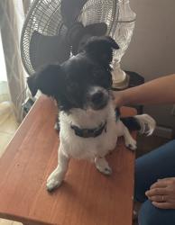 Found/Stray Male Dog last seen Blossom Place, Brea, CA 92821