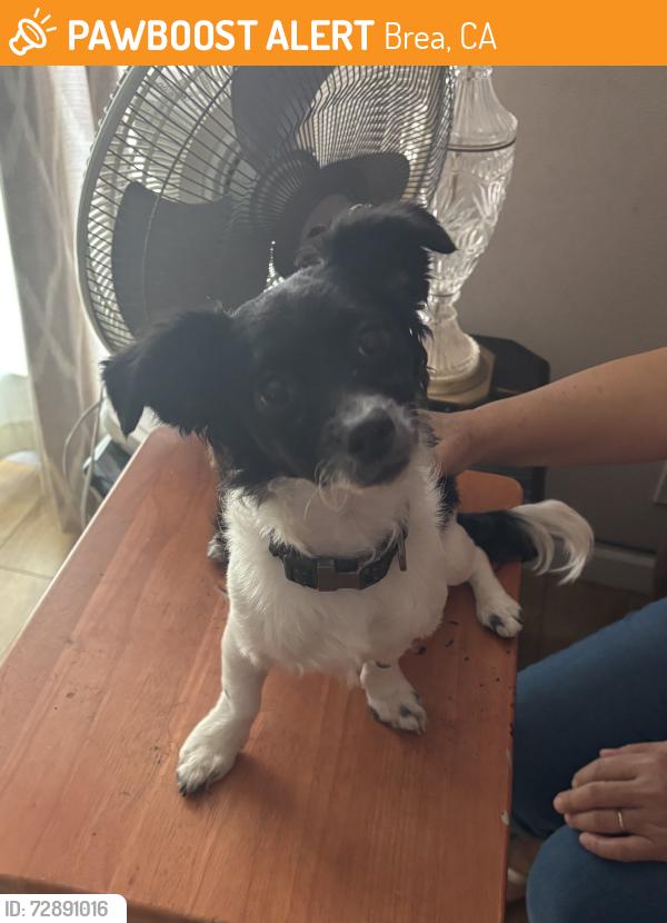Found/Stray Male Dog last seen Blossom Place, Brea, CA 92821