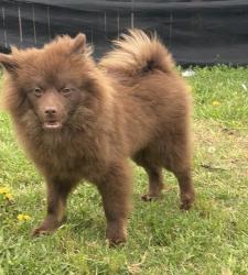 Reunited Male Dog last seen Butterfield Dr, Mesquite, TX 75150