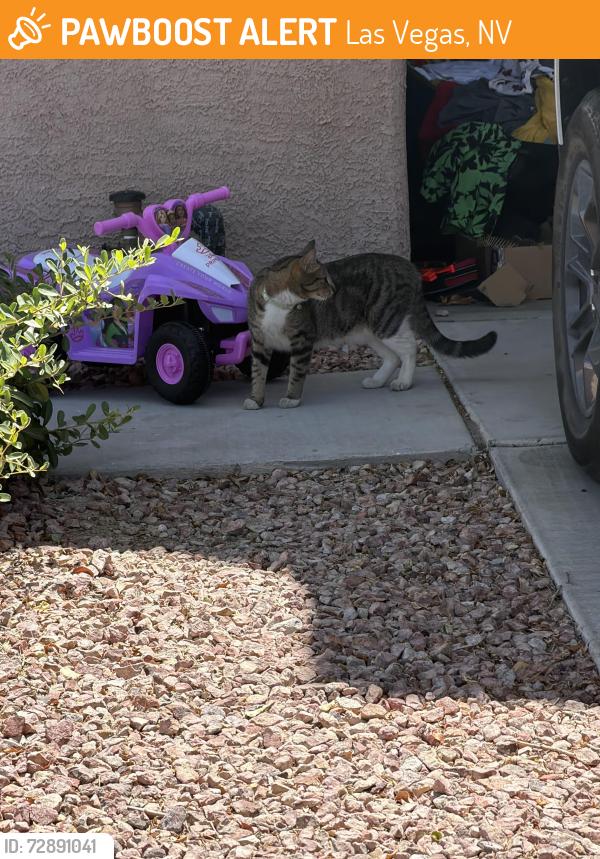 Found/Stray Unknown Cat last seen Morning Falls Ave, Lynbrook Quad 3, Las Vegas, NV 89131