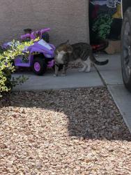 Found/Stray Unknown Cat last seen Morning Falls Ave, Lynbrook Quad 3, Las Vegas, NV 89131