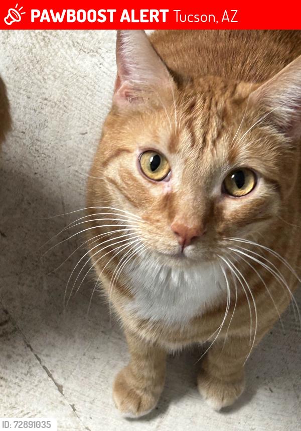Lost Male Cat last seen S Garrett Ave, Tucson, AZ 85706