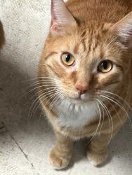 Lost Male Cat last seen S Garrett Ave, Tucson, AZ 85706