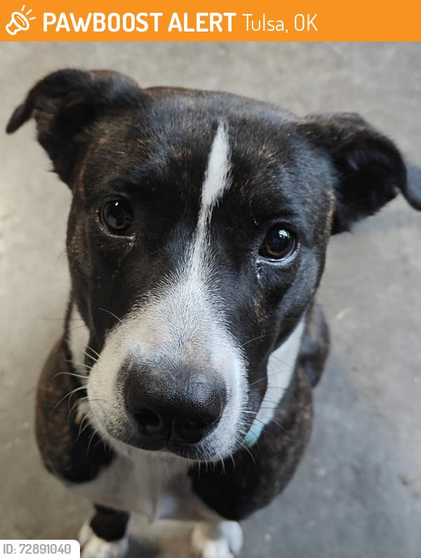 Found/Stray Female Dog last seen Lewiston apmts, Tulsa, OK 74105