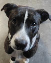 Found/Stray Female Dog last seen Lewiston apmts, Tulsa, OK 74105