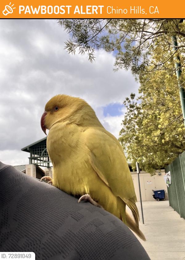 Found/Stray Unknown Bird last seen Grand Ave Park CHINO HILLS CA, Chino Hills, CA 91709