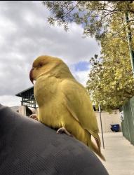 Found/Stray Unknown Bird last seen Grand Ave Park CHINO HILLS CA, Chino Hills, CA 91709