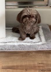 Lost Female Dog last seen Near E Towne Lake Circle , Opelika, AL 36804