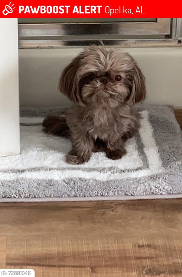 Lost Female Dog last seen Near E Towne Lake Circle , Opelika, AL 36804