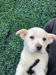 Shelter Stray Male Dog last seen El Paso, TX 79902, Fort Bliss, TX 79906