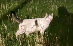 Shelter Stray Unknown Cat last seen Eau Claire, WI 54701, Eau Claire, WI 54701