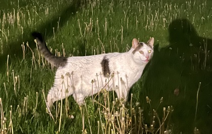 Shelter Stray Unknown Cat last seen Eau Claire, WI 54701, Eau Claire, WI 54701