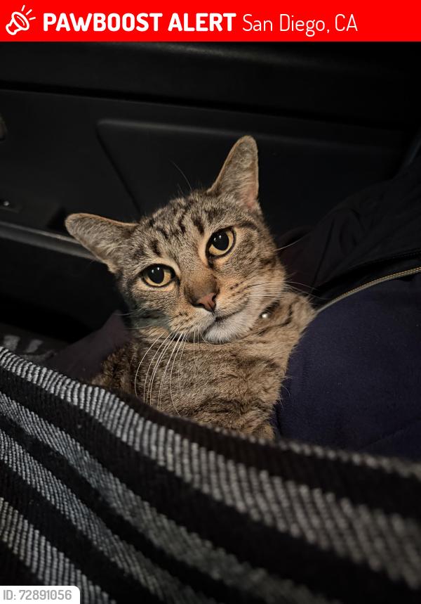 Lost Male Cat last seen 42nd st. , San Diego, CA 92105