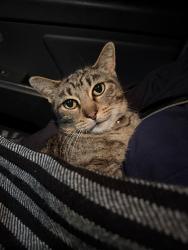 Lost Male Cat last seen 42nd st. , San Diego, CA 92105